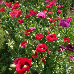 Amapolas mix: Lila y roja variedad alta - papaver somniferum ( 100 semillas )