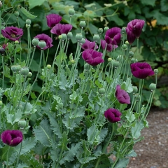 Amapolas mix: Lila y roja variedad alta - papaver somniferum ( 100 semillas ) - comprar online
