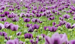 Amapolas lilas ( 100 semillas ) - SOMNIFERUM_