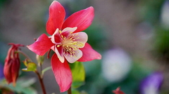 Aquilegia mix sobre XXL ( 120 semillas ) - comprar online