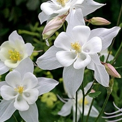 Aquilegia White star ( 30 semillas )