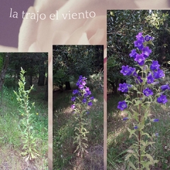 Campanula inglesa: 40 semillas - comprar online