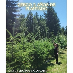 pino oregon pack x 20 plantas - comprar online