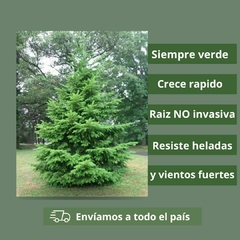 Cerco vivo: pino Oregon x 10 plantas en internet