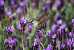 Lavanda francesa: pack x 5 plantines - comprar online