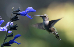 Salvia officinalis ( 25 semillas )
