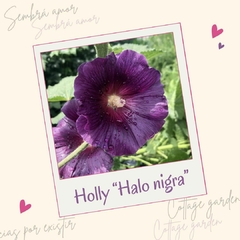 Hollyhock "halo nigra" ( 20 semillas )