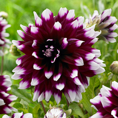 Bulbos de Dhalias x 12 en internet