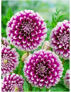 Bulbos de Dhalias x 12 - tienda online