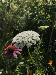 Daucus carota ( 100 semillas ) - comprar online