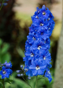 Delphinium ( 20 semillas ) - comprar online