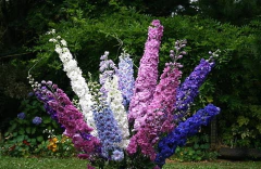 Delphinium ( 20 semillas ) - Airedelbosque 