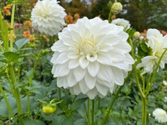 Bulbos de Dhalias x 12 - comprar online