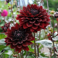 Bulbos de Dhalias x 12 - Airedelbosque 