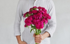 Dianthus sweet Williams ( 40 semillas ) - comprar online
