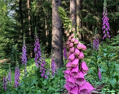 Digitalis Foxglove ( 200 semillas ) en internet
