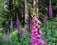 Digitalis Foxglove ( 200 semillas ) en internet