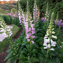 Digitalis Foxglove ( 200 semillas ) - Airedelbosque 