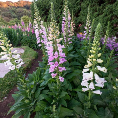 Digitalis Foxglove ( 200 semillas ) - Airedelbosque 