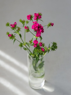 Dianthus sweet Williams ( 40 semillas )