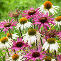 Echinacea ALBA BLANCA: pack x 5 plantas - comprar online