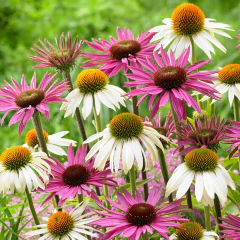 Echinacea ALBA BLANCA: pack x 5 plantas - comprar online