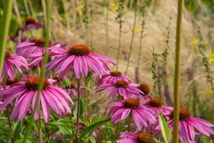 Echinacea purpurea ( 30 semillas ) - comprar online