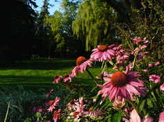 Echinacea purpurea ( 30 semillas ) en internet