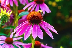 Echinacea purpurea ( 30 semillas )