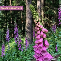 Digitalis pack x 5 plantines