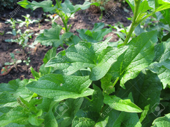 Espinaca roja Chenopodium ( 25 semillas )