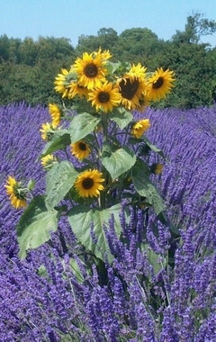 Girasol mix - 3 variedades ( 25 semillas ) en internet