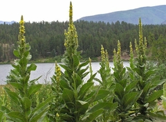 Verbascum/gordolobo ( 100 semillas )