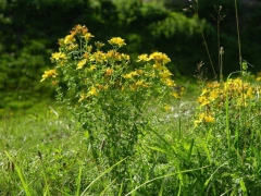 Hypericum perforatum-medicinal ( 100 semillas ) en internet