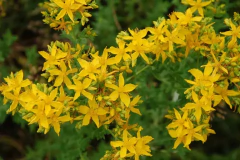 Hypericum perforatum-medicinal ( 100 semillas )