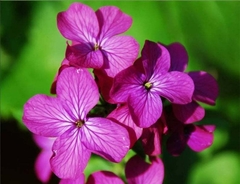 Moneda del papa- lunaria annua ( 20 semillas ) - comprar online