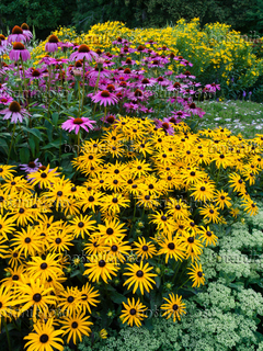 Rudbeckia ( 50 semillas )
