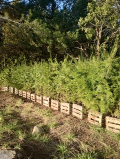 pino oregon pack x 20 plantas en internet