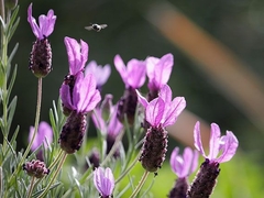 Lavanda francesa ( 30 semillas ) en internet