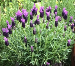 Lavanda francesa: pack x 5 plantines en internet