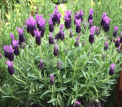 Lavanda francesa ( 30 semillas ) - comprar online