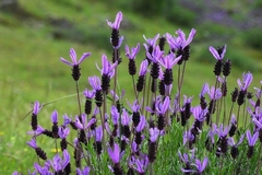 Lavanda francesa ( 30 semillas )