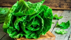 Lechuga mix ( 40 semillas )