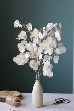 Moneda del papa- lunaria annua ( 20 semillas )
