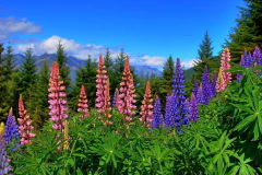 Lupinos ( 40 semillas )