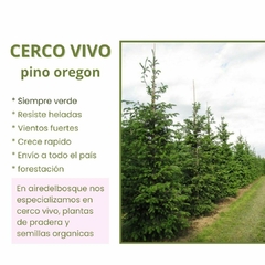 Cerco vivo: pino Oregon x 10 plantas - comprar online