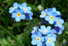 No me olvides- Myosotis ( 30 semillas )