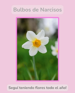 Narcisos x 12 bulbos