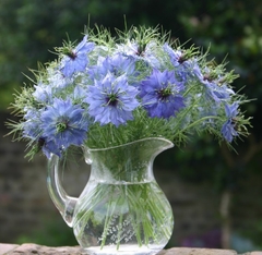 Nigella ( 30 semillas ) - Airedelbosque 