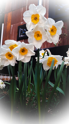 Narcisos x 12 bulbos - Airedelbosque 